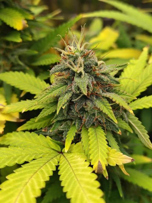 Alien Moonrocks. Week 17