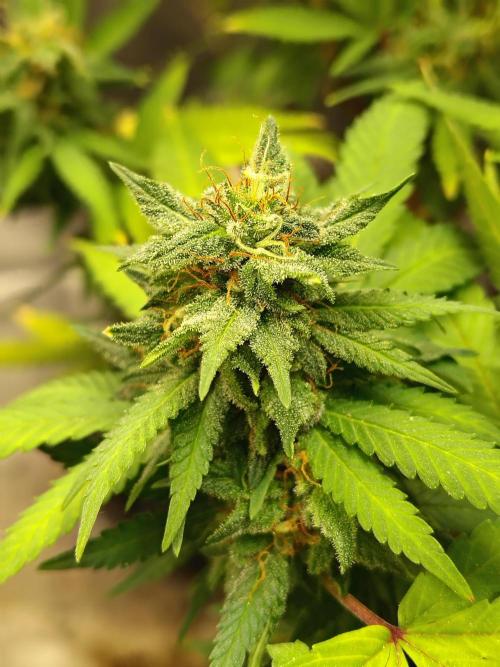 Alien Moonrocks. Week 17