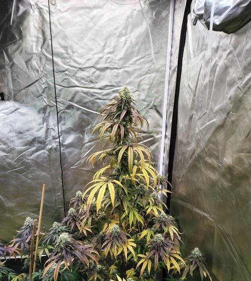 Blueberry Swirl. Week 18