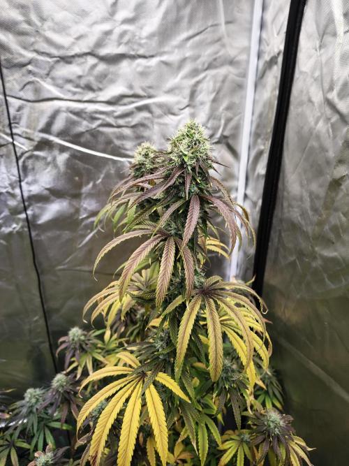 Blueberry Swirl. Week 18