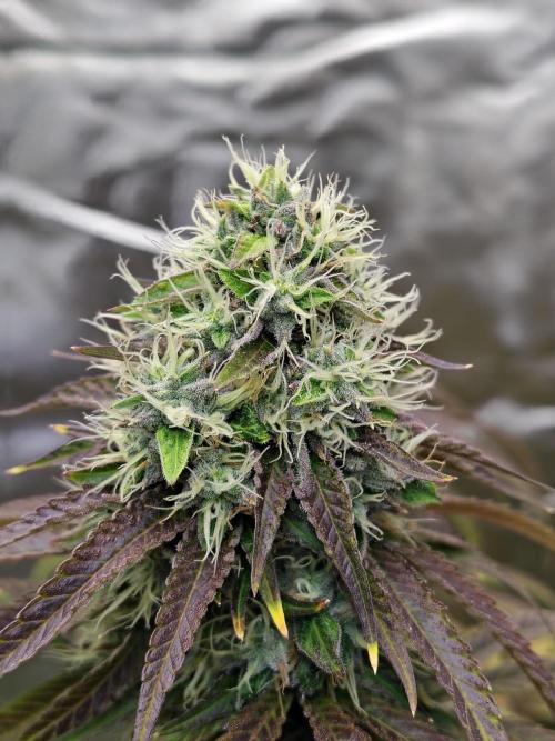 Blueberry Swirl. Week 18