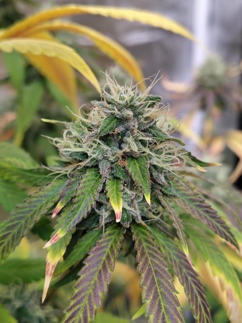 Blueberry Swirl. Week 18