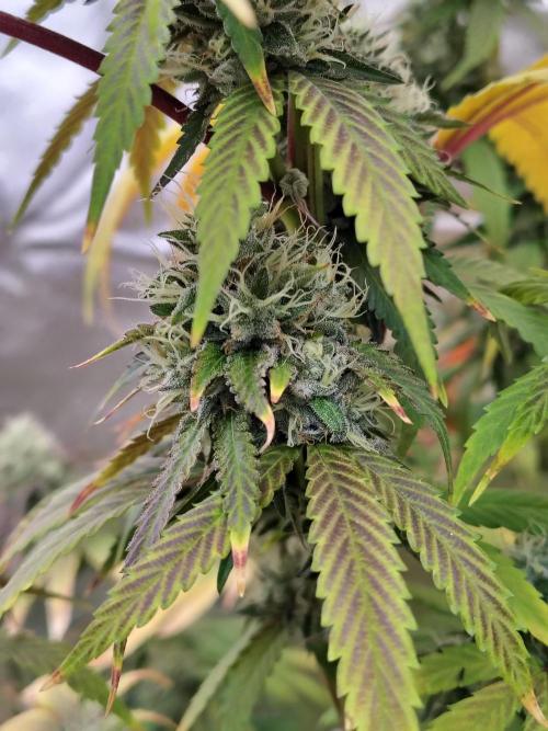 Blueberry Swirl. Week 18