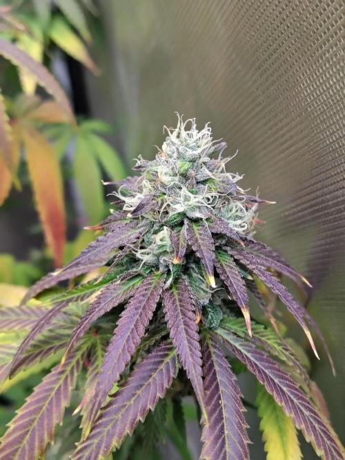 Blueberry Swirl. Week 18