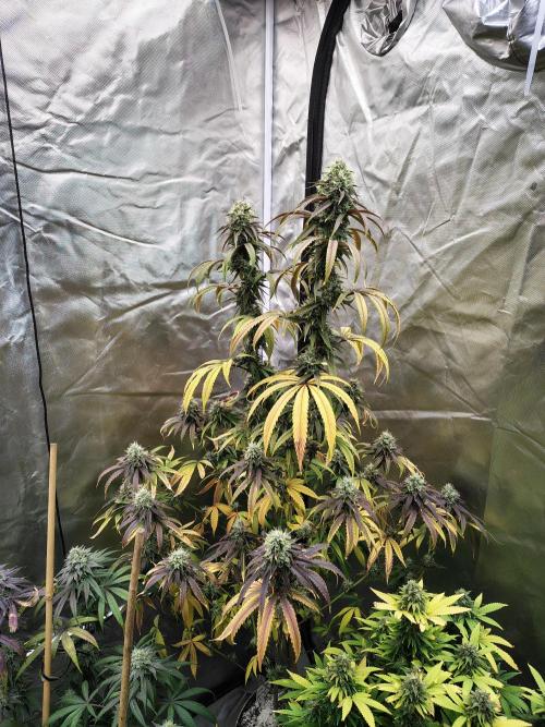 Blueberry Swirl. Week 18