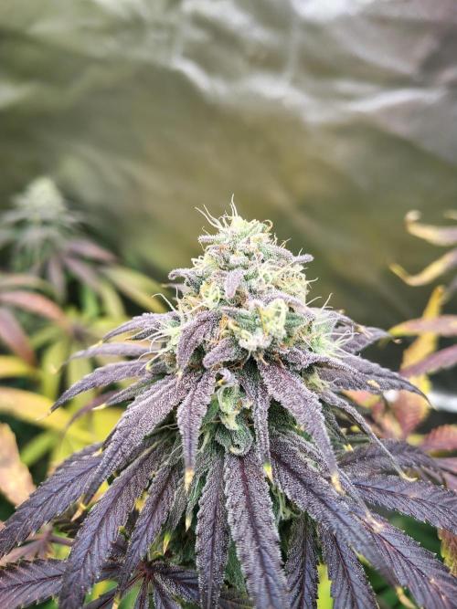 Sewer Fruit. Week 12