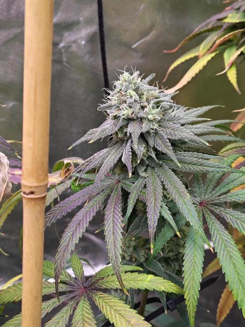 Sewer Fruit. Week 12