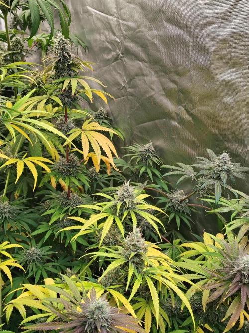 Sewer Fruit. Week 12