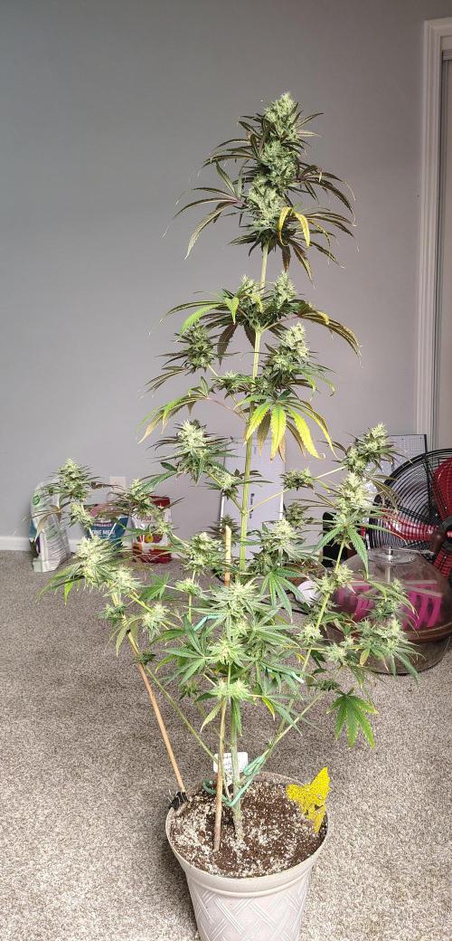 Sunset Sherbet. Week 11