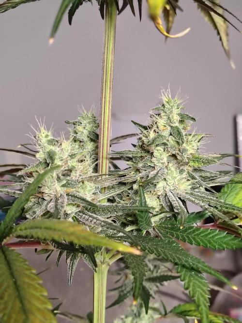 Sunset Sherbet. Week 11