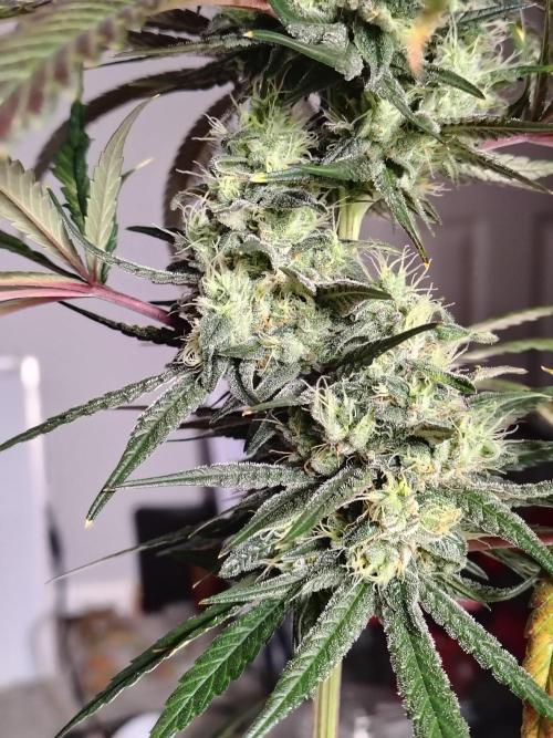 Sunset Sherbet. Week 11