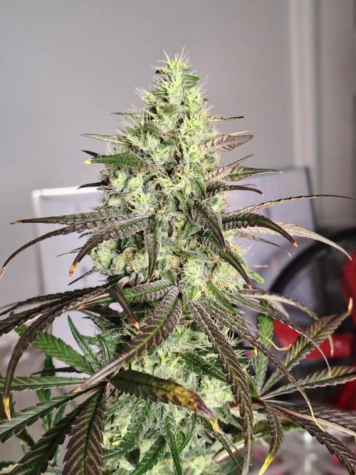 Sunset Sherbet. Week 11