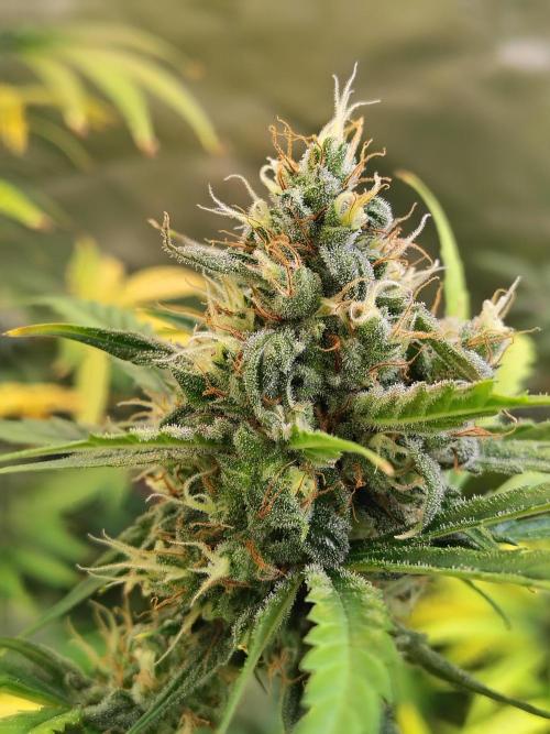 Sunset Sherbet Go Fast. Week 11