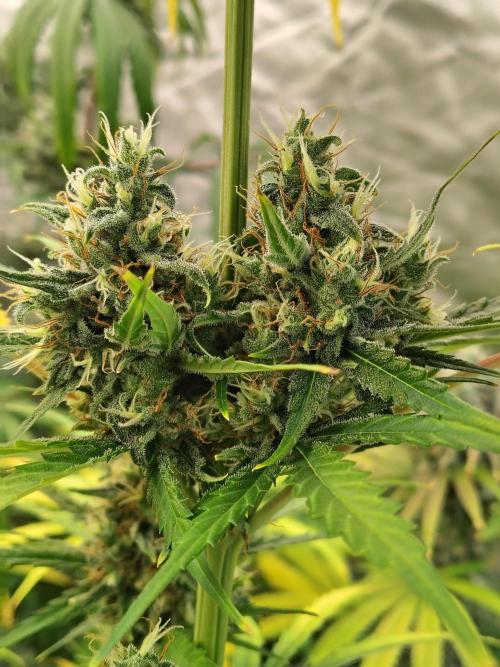 Sunset Sherbet Go Fast. Week 11