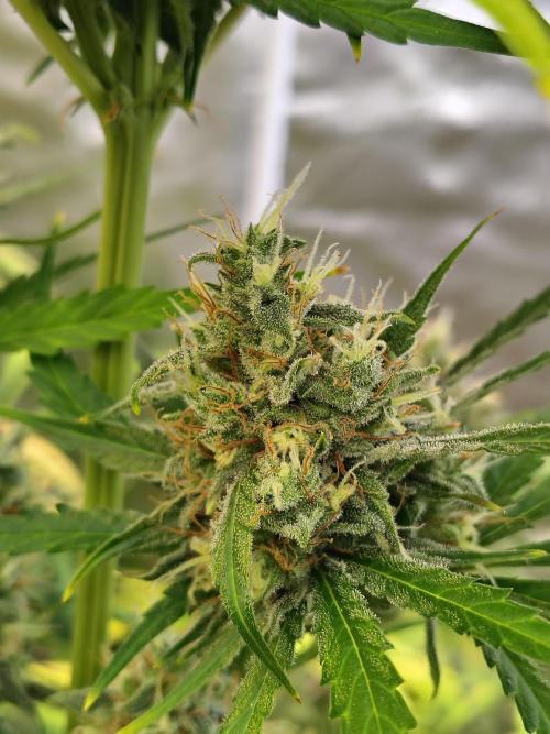 Sunset Sherbet Go Fast. Week 11