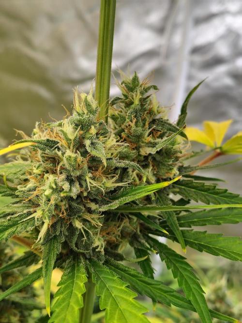 Sunset Sherbet Go Fast. Week 11