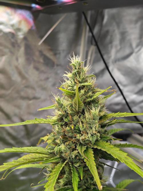 Sunset Sherbet Go Fast. Week 11