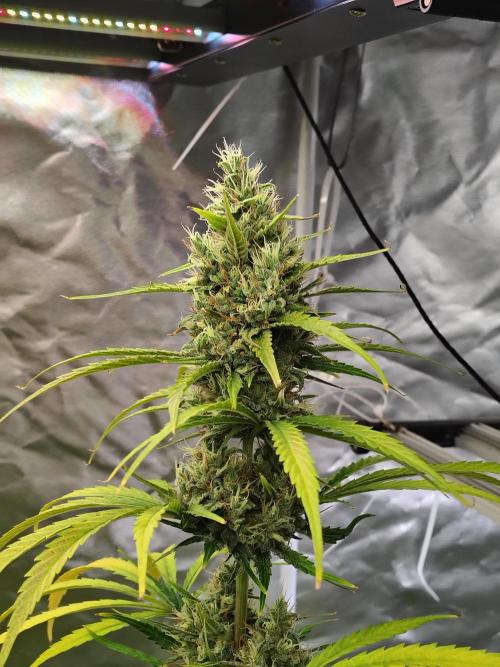 Sunset Sherbet Go Fast. Week 11