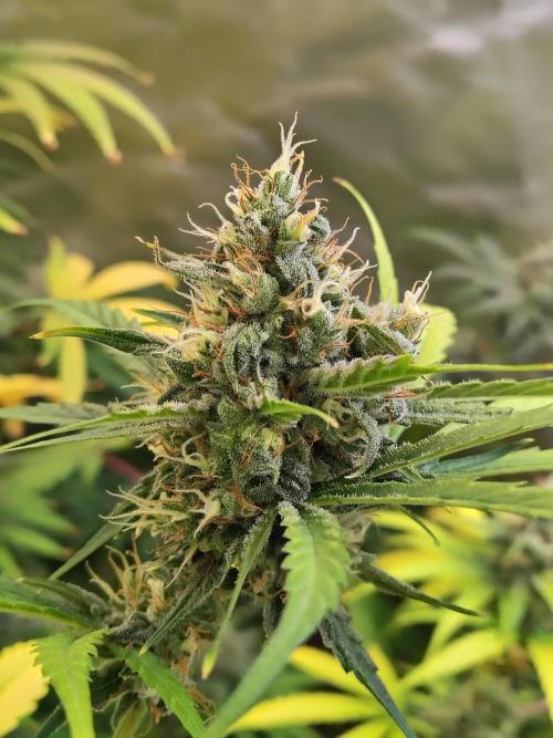 Sunset Sherbet Go Fast. Week 11