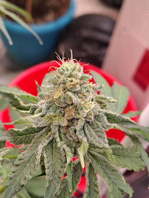 Mango Sherb S1. Week 11