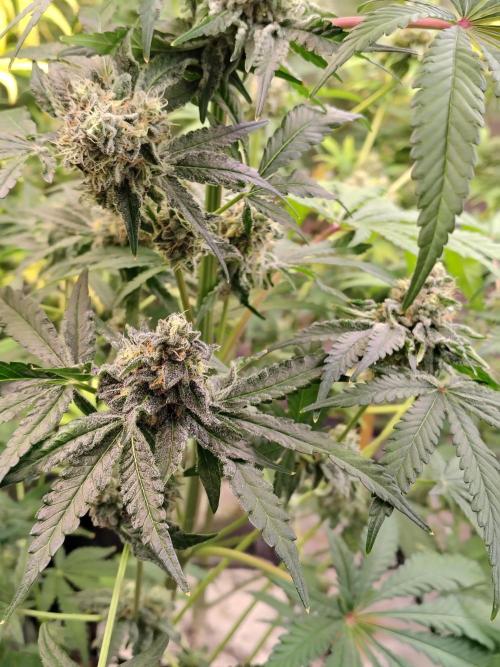 Mango Sherb S1. Week 11