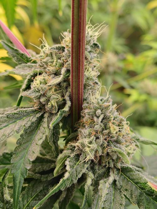 Mango Sherb S1. Week 11