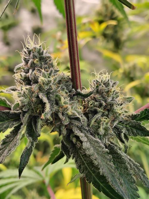 Mango Sherb S1. Week 11