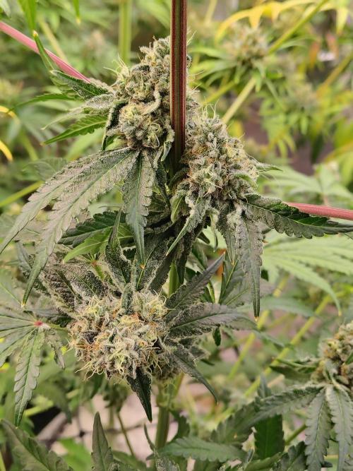 Mango Sherb S1. Week 11