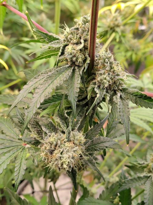 Mango Sherb S1. Week 11