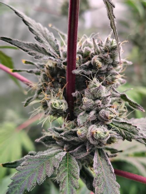 RS11 (Rainbow Sherbet). Week 11