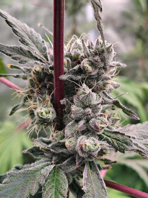 RS11 (Rainbow Sherbet). Week 11