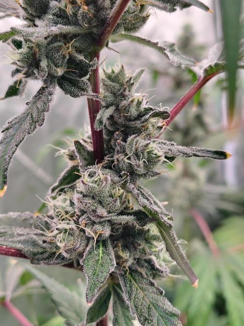 RS11 (Rainbow Sherbet). Week 11