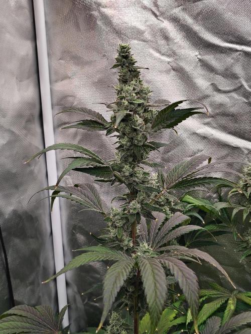 RS11 (Rainbow Sherbet). Week 11