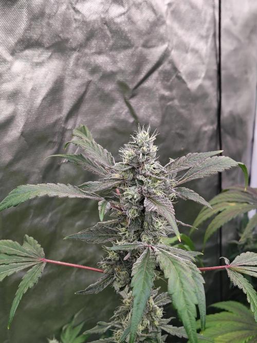 RS11 (Rainbow Sherbet). Week 11