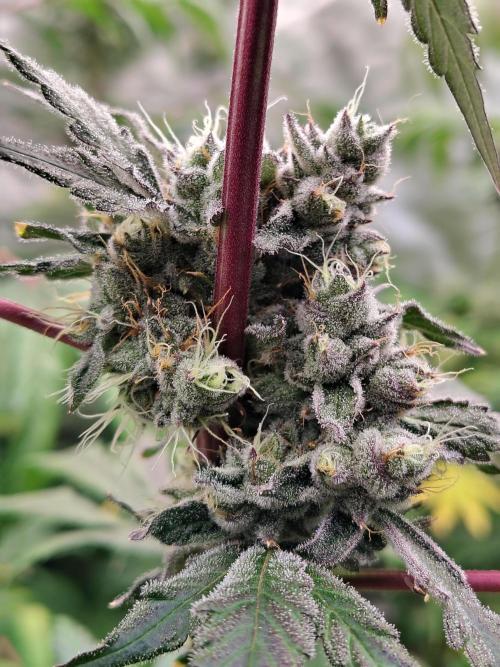 RS11 (Rainbow Sherbet). Week 11