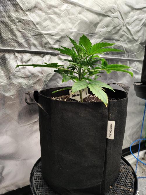 Sticky Broccoli. Week 2