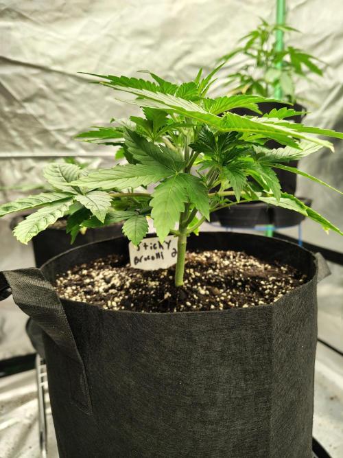 Sticky Broccoli. Week 2