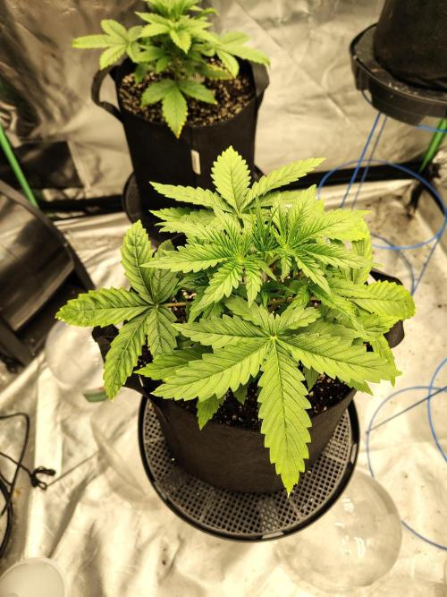 Sticky Broccoli. Week 2