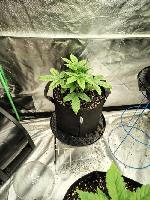 Sticky Broccoli. Week 2