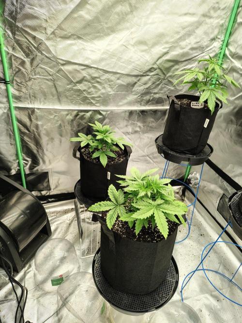 Sticky Broccoli. Week 2