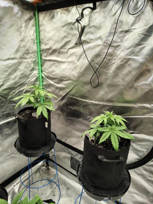 Goupy Banana. Week 2