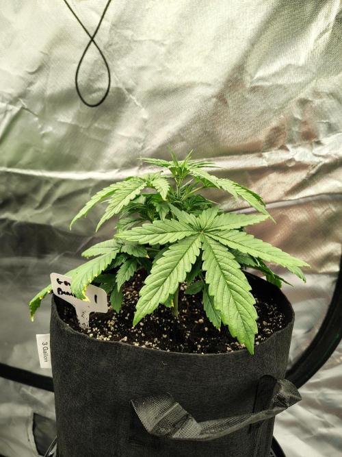 Goupy Banana. Week 2