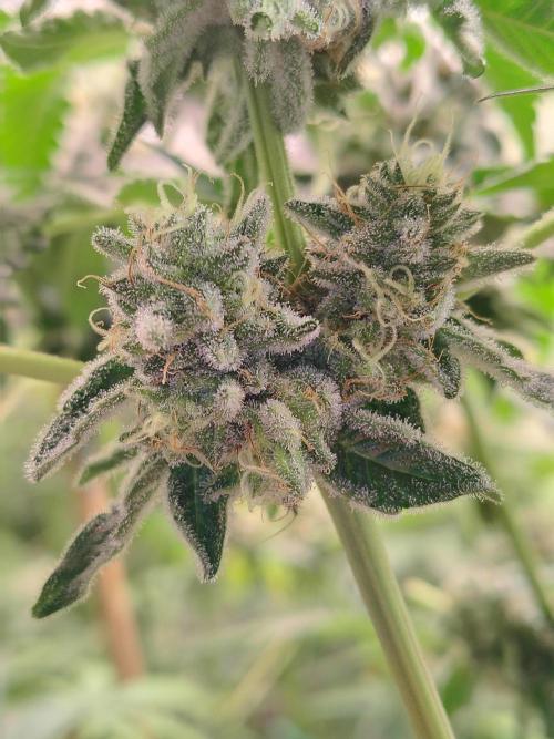 Mango Sherb S1. Week 11