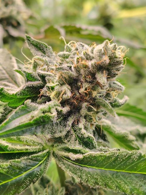 Mango Sherb S1. Week 11