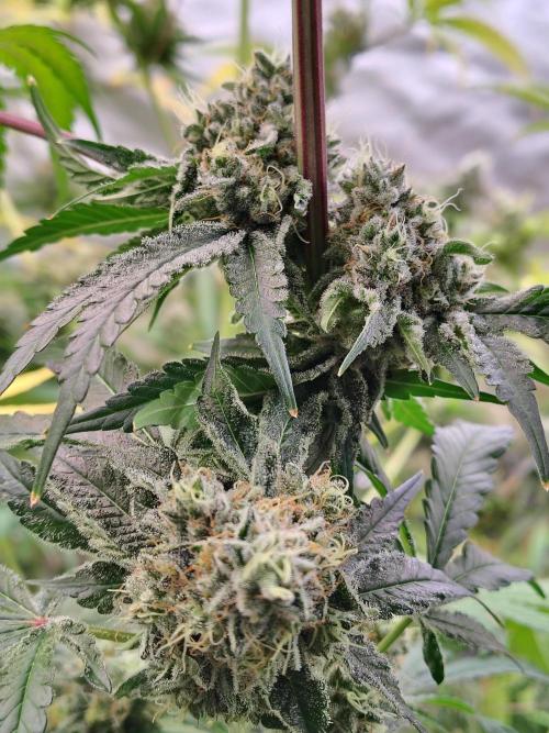 Mango Sherb S1. Week 11