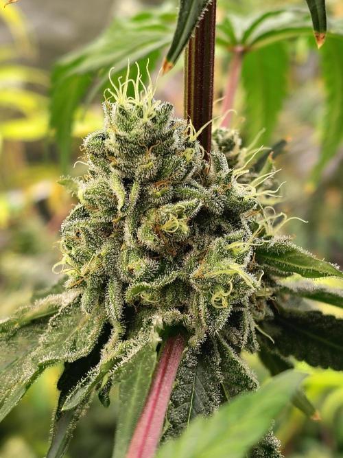 Mango Sherb S1. Week 11