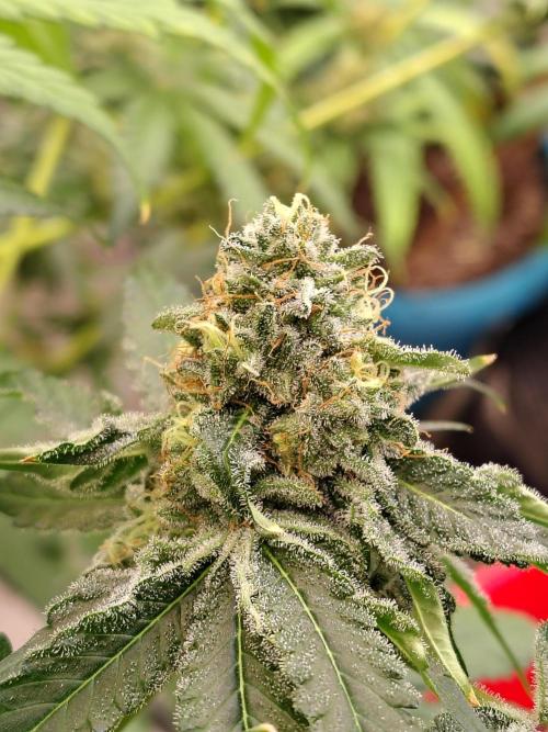 Mango Sherb S1. Week 11