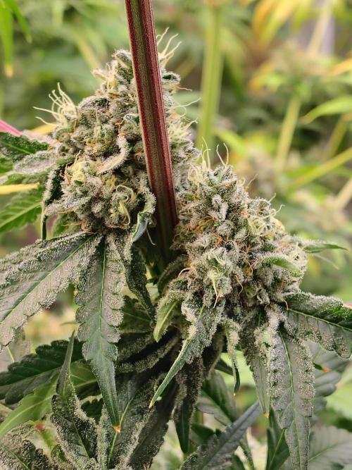 Mango Sherb S1. Week 11