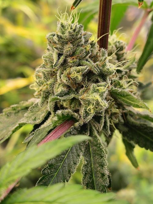 Mango Sherb S1. Week 11