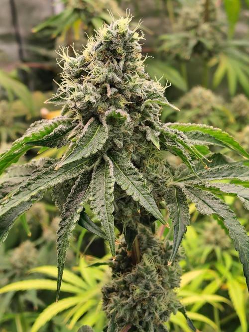 Mango Sherb S1. Week 11